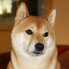 shiba inu