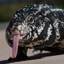 argentine black and white tegu