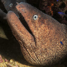 moray eel