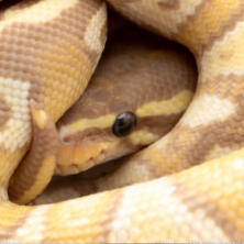 ball python