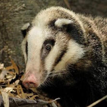 hog badger