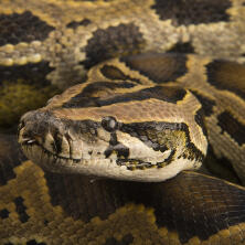 burmese python
