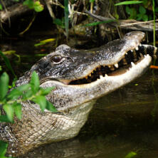 american alligator