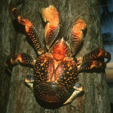 coconut crab