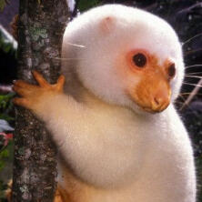 common spotted cuscus