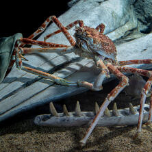 spider crab