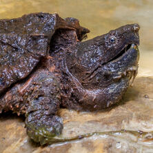 alligator snapping turtle