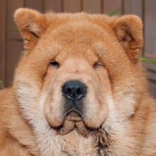 chow chow