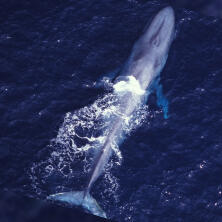 blue whale