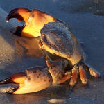 stone crabs