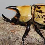 eastern hercules beetles