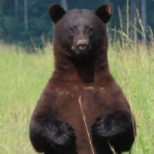 black bear