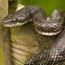 black eastern rat snake