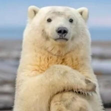 polar bear
