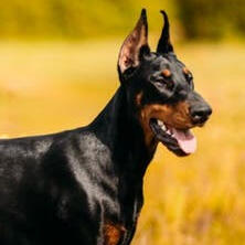 doberman pinscher