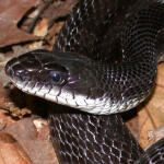 black eastern rat snakes