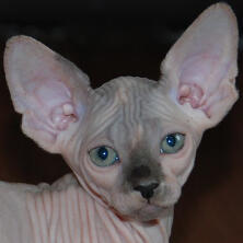 sphynx cat