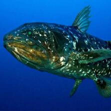 coelacanth