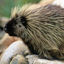 north american porcupine