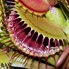venus fly trap