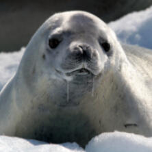 crabeater seal