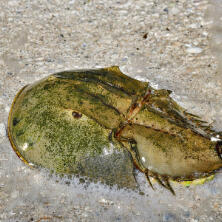 horseshoe crab