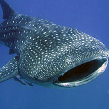 whale shark