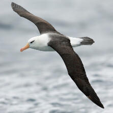 black-browed albatross