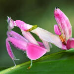 orchid mantises