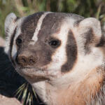 american badger