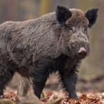 central european boar