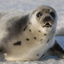 harp seal