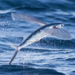 flying fish