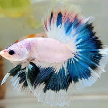 betta fish
