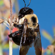 eastern carpenter bee