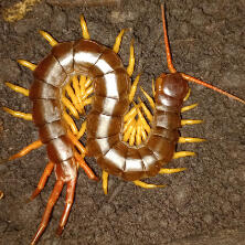giant centipedes