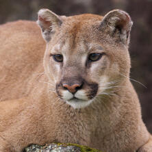 cougar