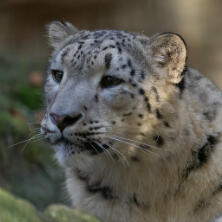snow leopard