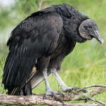 black vulture